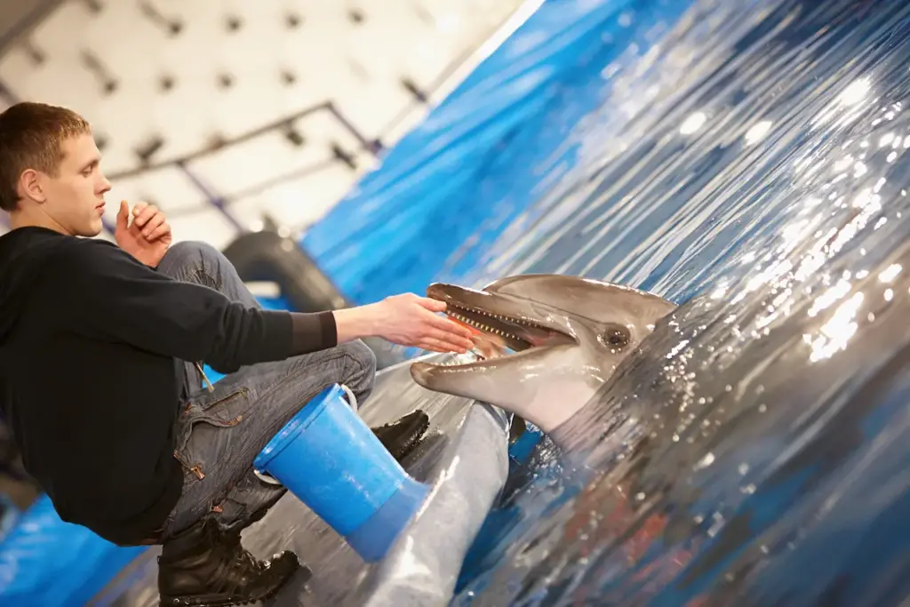 Man Feeding the Bottlenose Dolphin. What Eats A Bottlenose Dolphin?