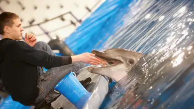 Man Feeding the Bottlenose Dolphin. What Eats A Bottlenose Dolphin?