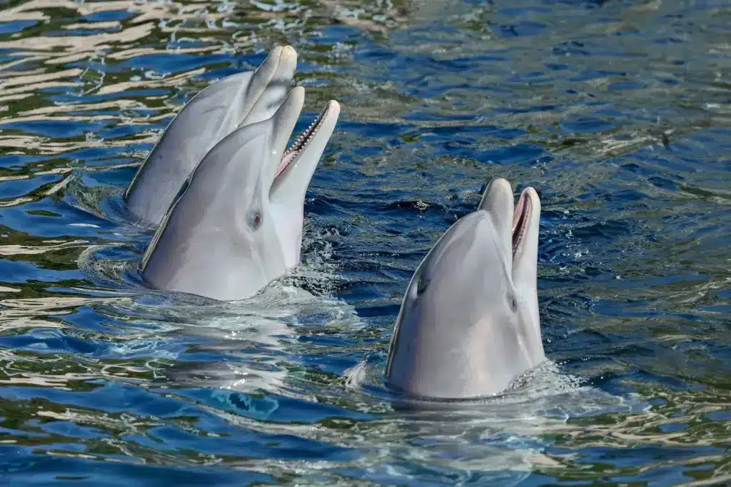 Dolphin Image. What Part Of The World Do Dophins Live In?