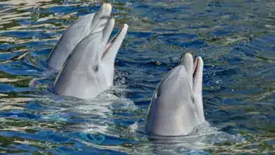 Dolphin Image. What Part Of The World Do Dophins Live In?