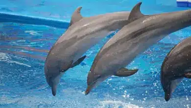 Where Do Bottlenose Dolphins Live