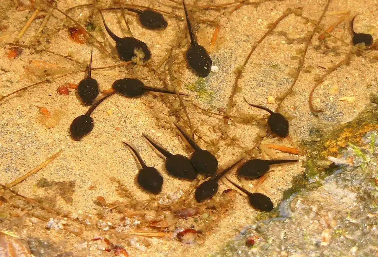 What Eats Tadpoles. Photo:Bohringer Friedrich