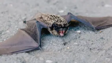 Bat lies on the Asphalt. American Bats Face Fatal Disease