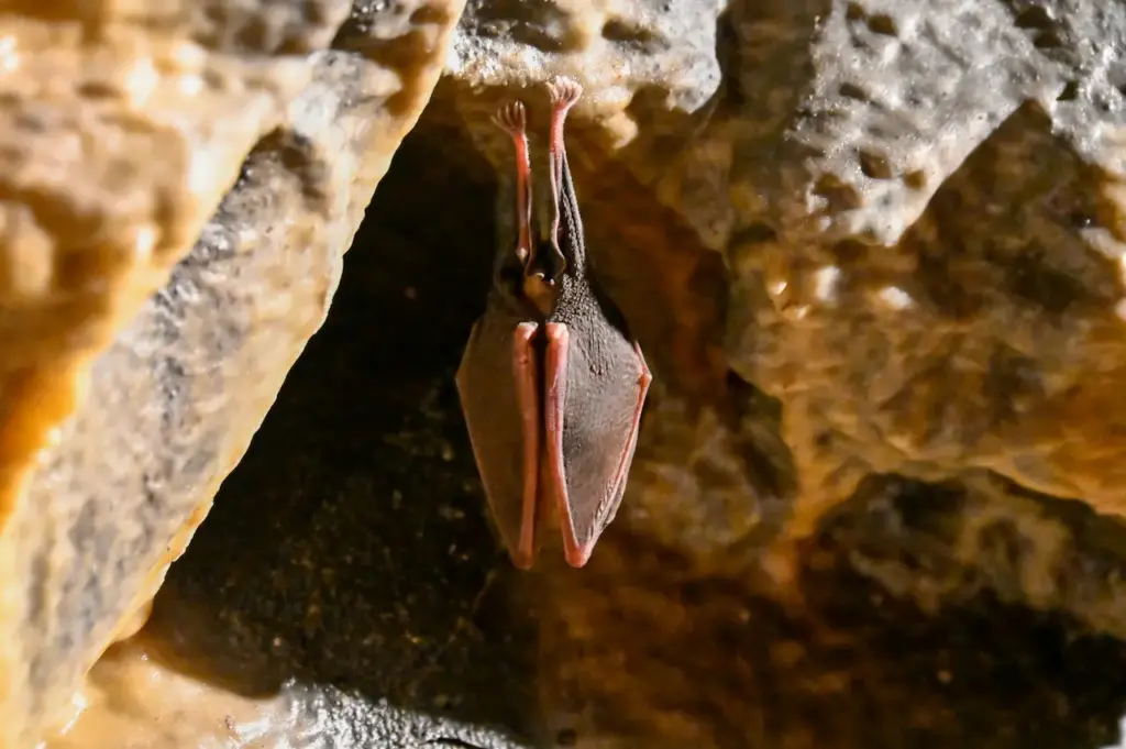Bat Hanging Upside Down Inside The Cave