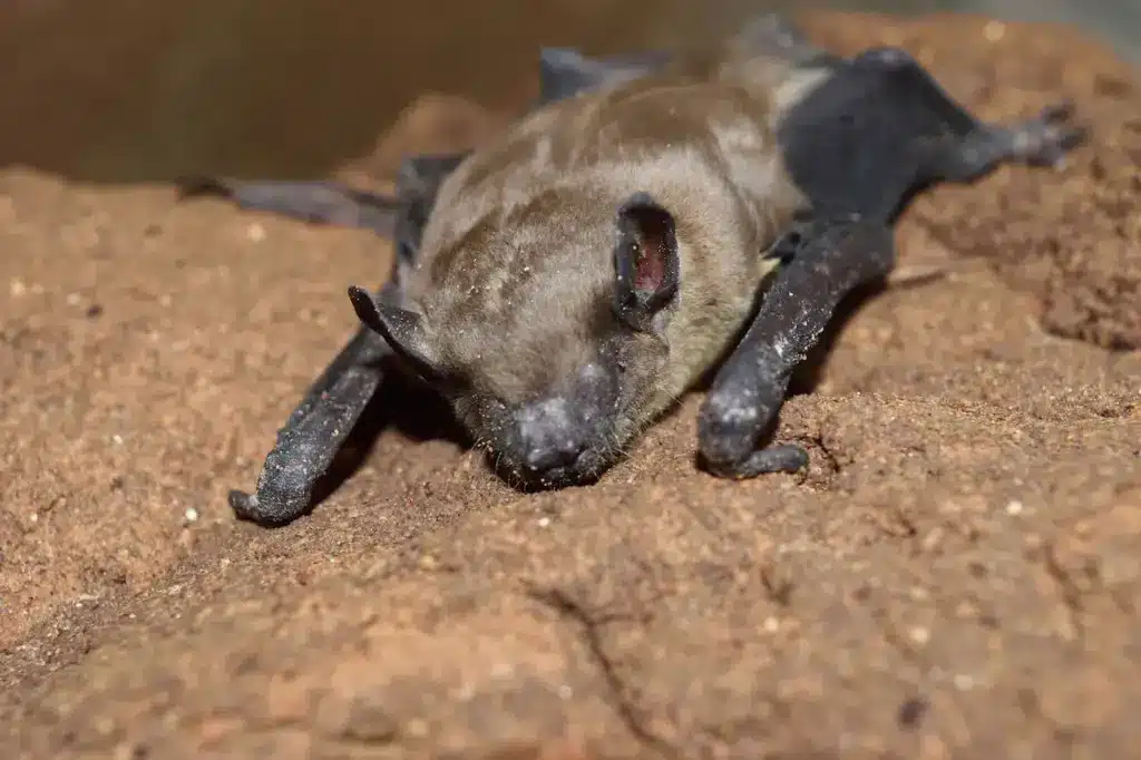 Image of a Bats on a Sand 