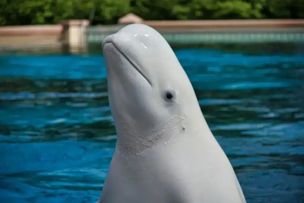 Close up Image of Beluga Whale 