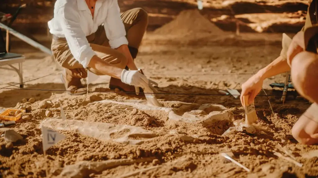 Fossil Discovery On a Mud 