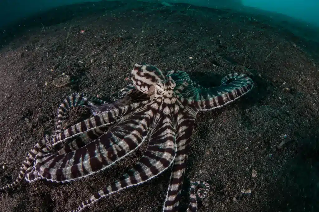 Mimic Octopus Crawling on Black Sand