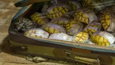 Tortoise Shells. Money Belt Holds Smuggled Species