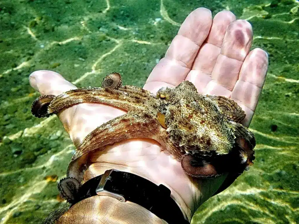Octopus In The Hands of A Diver 