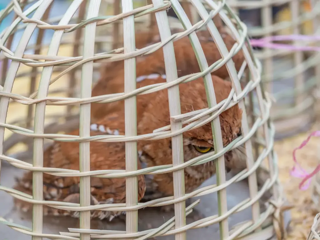 Small Owl Inside A Wooden Cage 