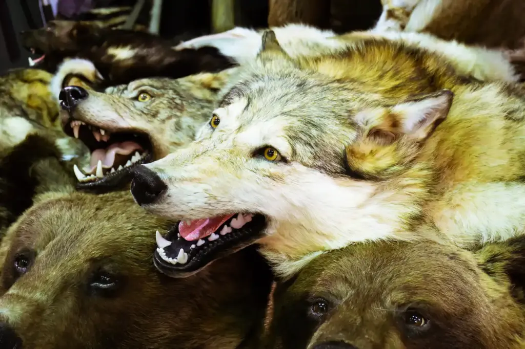 A Taxidermy Stuffed Dead Wolves 