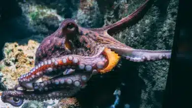 Closeup Image of Octopus Tool Use In Animals