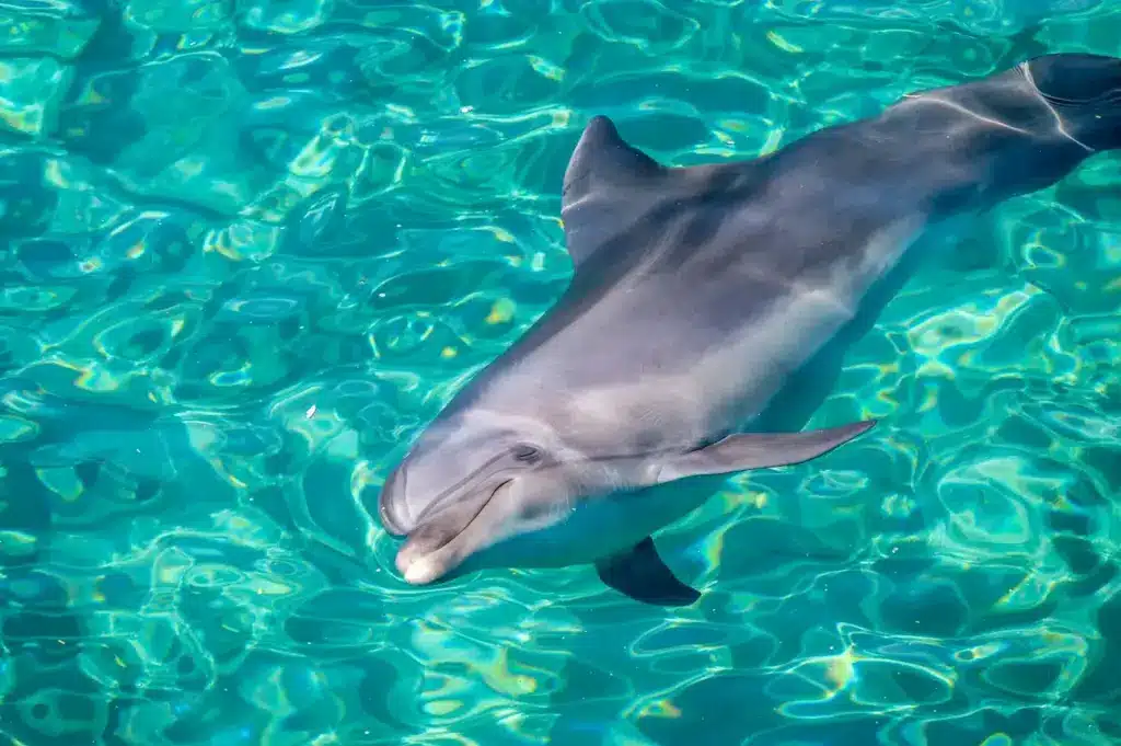 A Dolphin Floating on the Water
