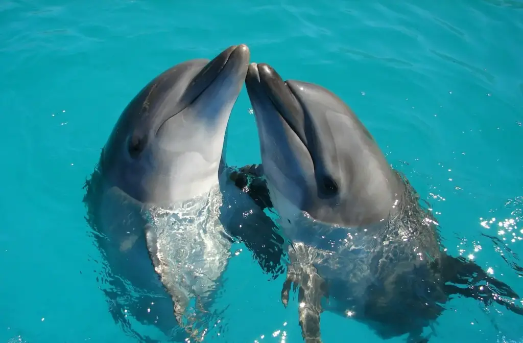 Two Dolphins Floats In The Water 