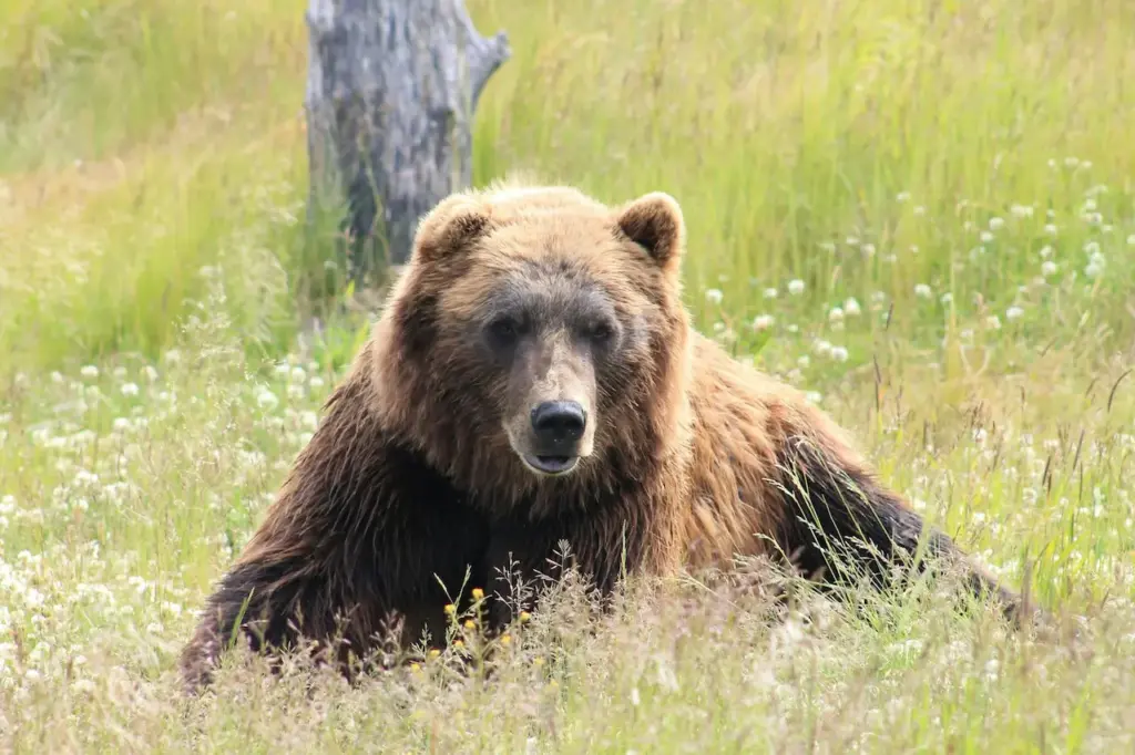 Closeup Image of Grizzly Bears