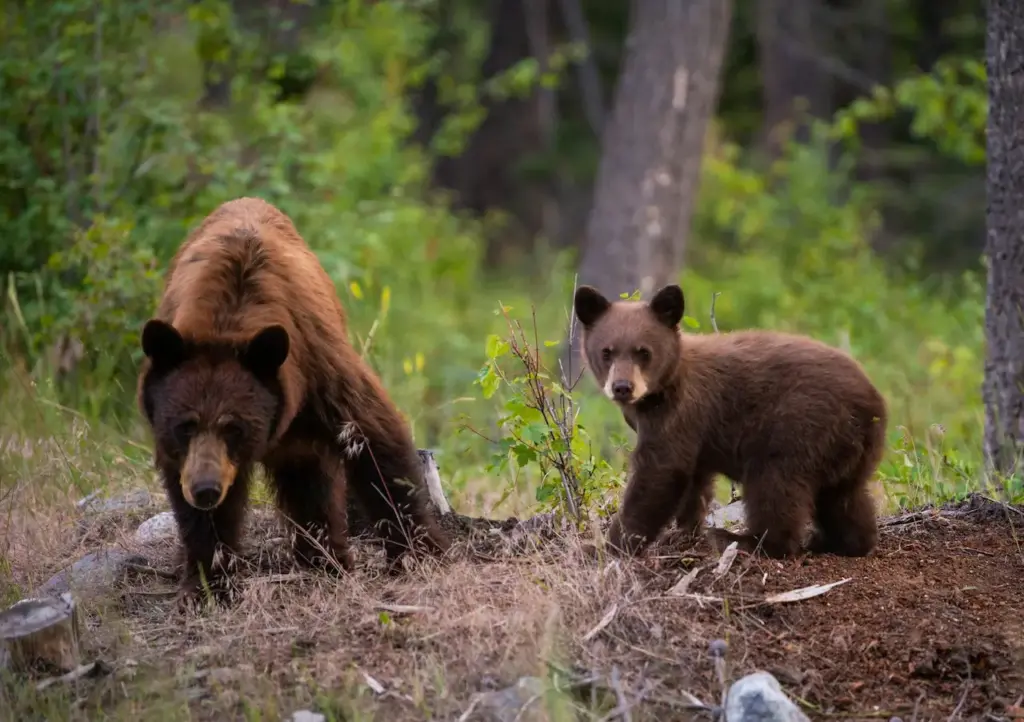 A Momma Bear and her Cub Grizzly Bears
