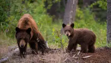 A Momma Bear and her Cub Grizzly Bears