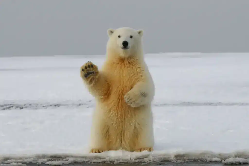 Polar Bear Waving its Hand 