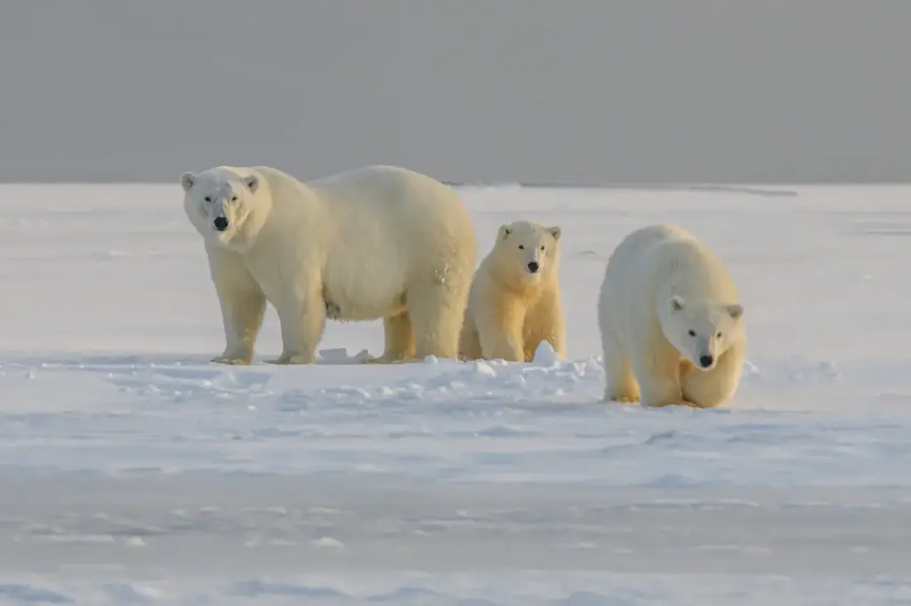Save America's Polar Bears
