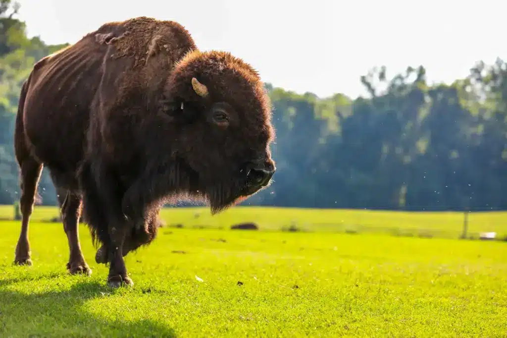 A Bison Standing on Green Gassy Field