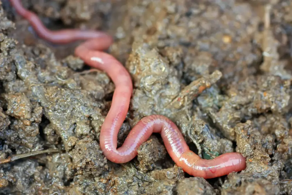 Close Image of Earthworms