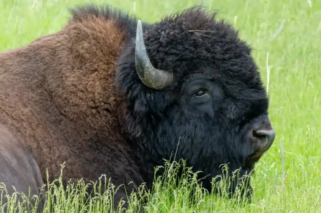 Closeup Image of Bison 