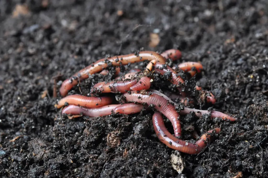 Invasive Worms In American Soil