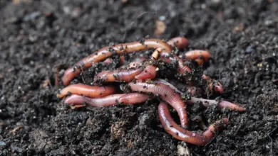 Invasive Worms In American Soil