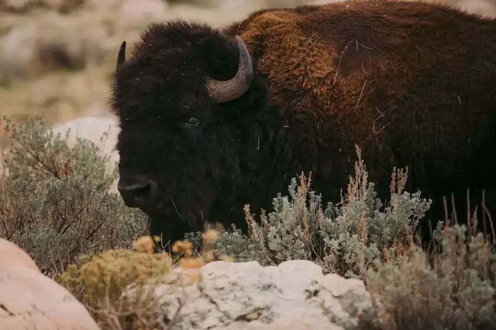 Restoring Bison To America