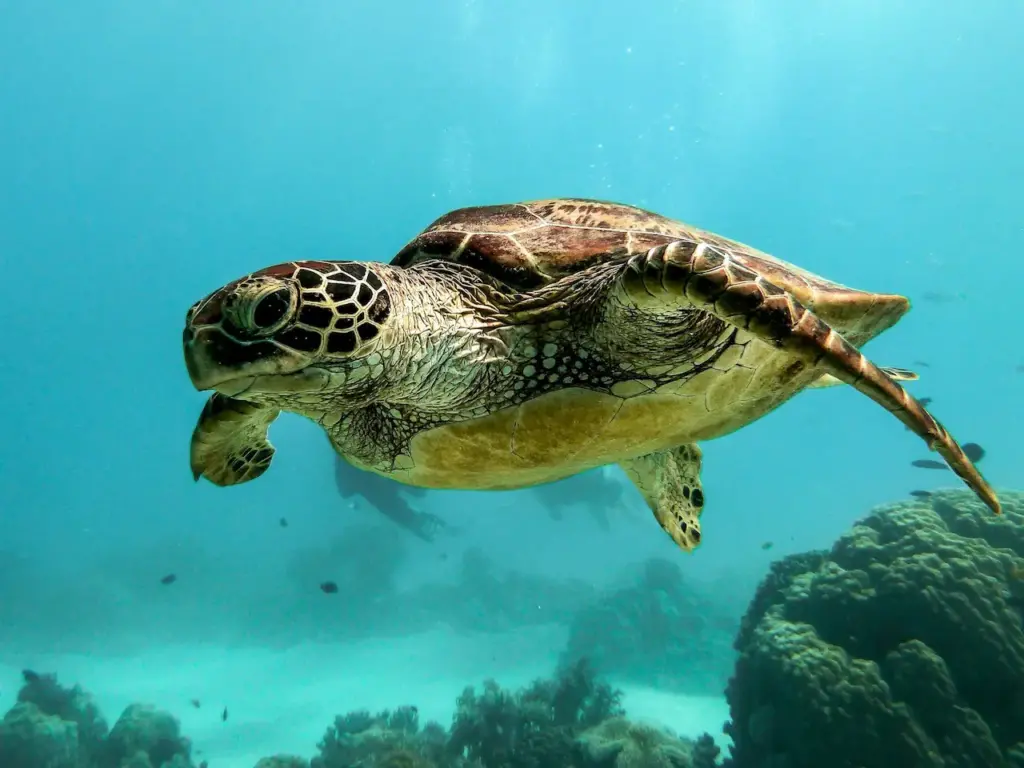 A Turtle Underwater 
