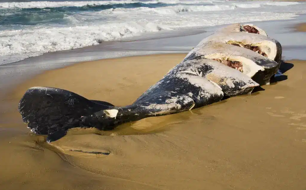 Dead Whale on the Shore 