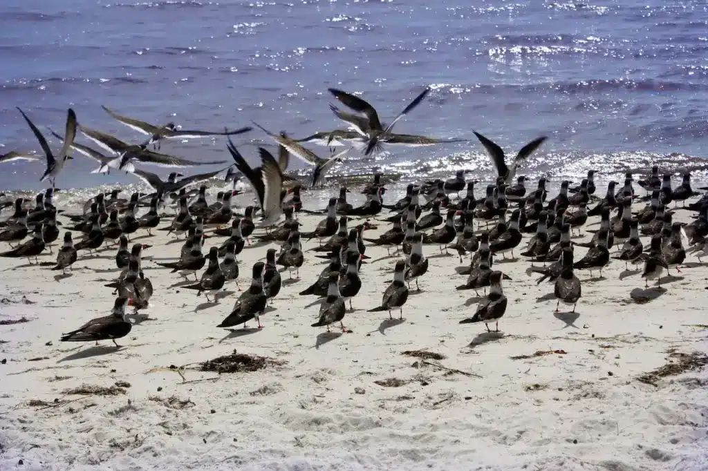 Group of Birds near the Ocean
