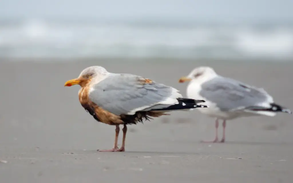 Oiled Bird Numbers Zoom 