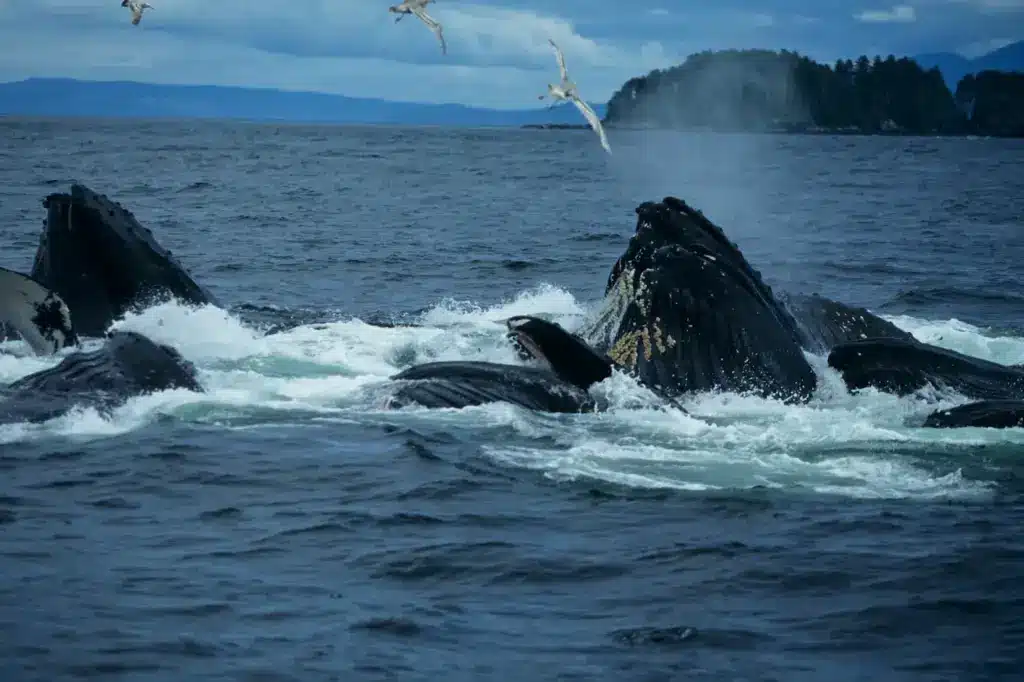 Whales Head in the Ocean