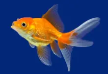Goldfish Image. Angel Catches Giant GoldFish