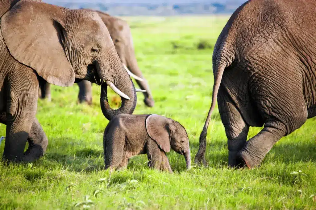 Elephants Family on the Grass. Ants Versus Elephants