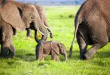 Elephants Family on the Grass. Ants Versus Elephants