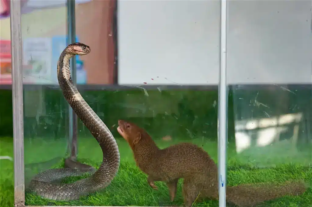 Cobra vs. Indian Mongoose Inside the Glass