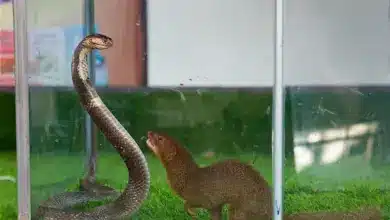Cobra vs. Indian Mongoose Inside the Glass