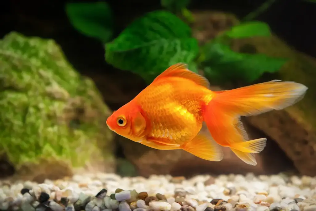 Close up Image of a GoldFish