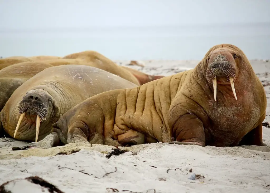 Melting Ice Maroons Walruses on the Sand