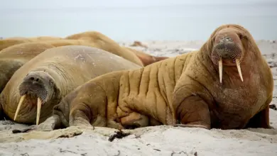 Melting Ice Maroons Walruses on the Sand