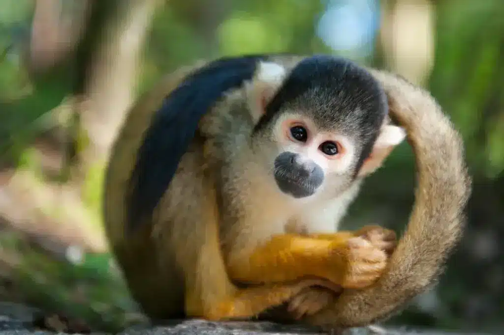 Close up Image of a Monkeys 