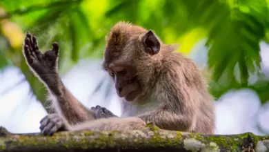 Moonlight Monkeys Resting on a Tree