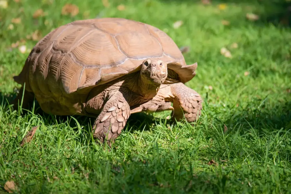 Tortoise on the Green Grass