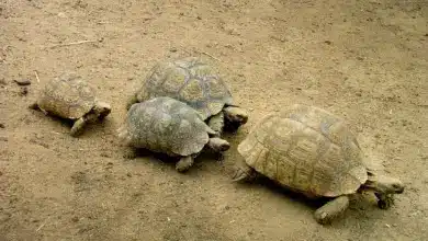 Group of Turtle on the Ground Tortoise Helping a Buddy