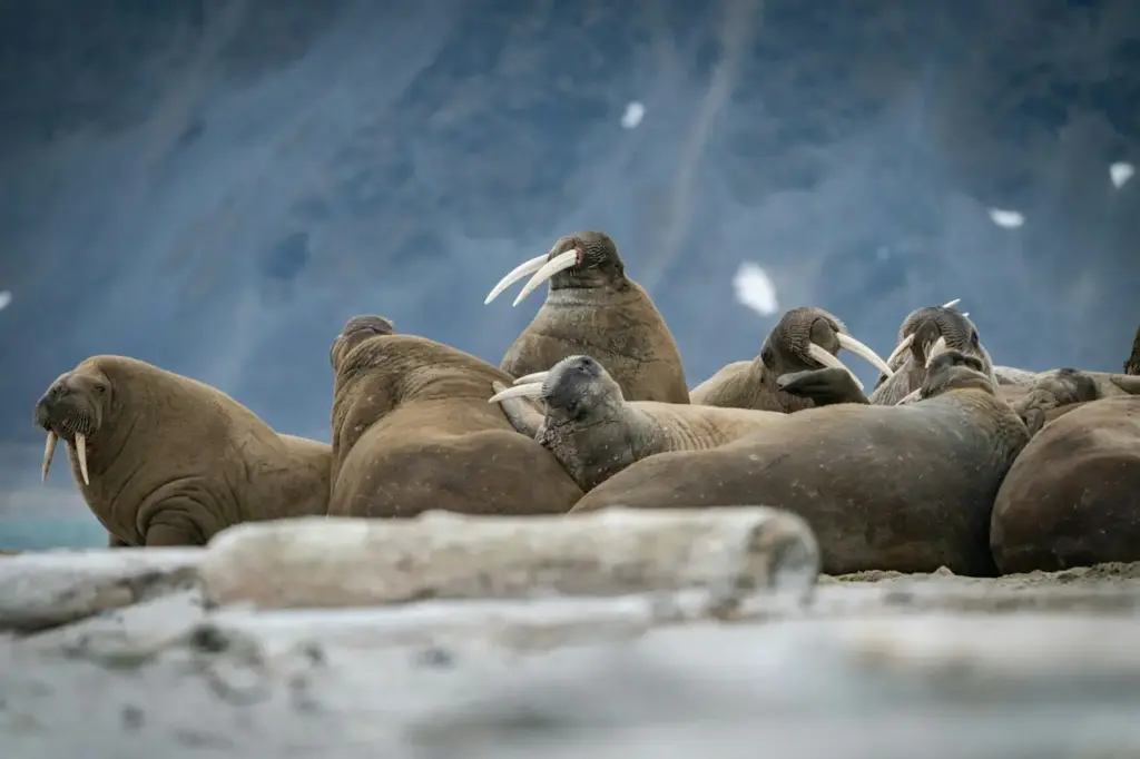 Group of Walruses Resting 