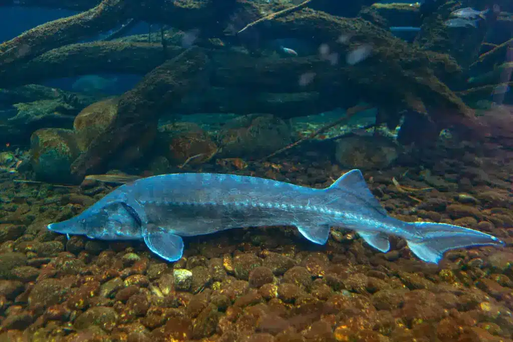 Atlantic Sturgeon Underwater 