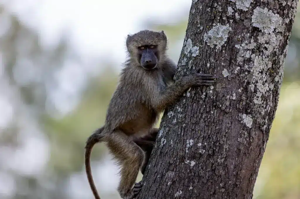 New Monkey Climbing on a Tree 